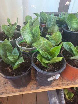 Mother in laws tongue Birds nest variety 2in 2 for $5