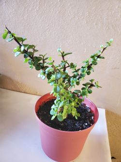 Elephant bush