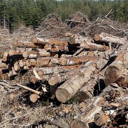 Firewood 2.5 Cords Available