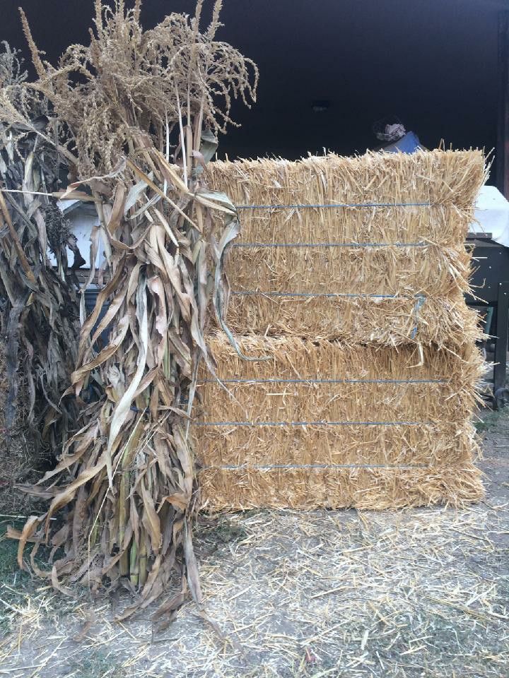 Straw hay bales and corn stalks