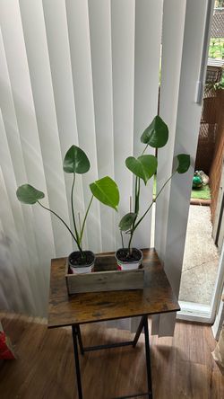 Small Monstera plants 🌱 $7 each