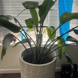 Bird Of Paradise Plant/Pot