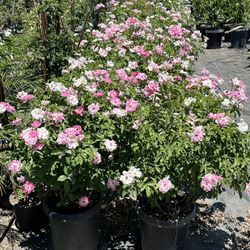 Pink Iceberg Rose 15gal 