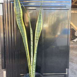 Snake 🐍 Plant 🪴 