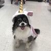 Dogpapi
