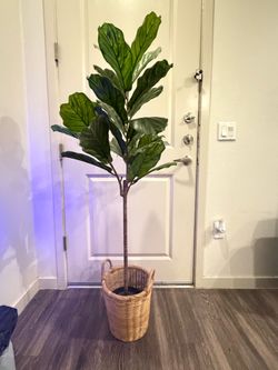 Fake Fig Tree Plant w/ Basket
