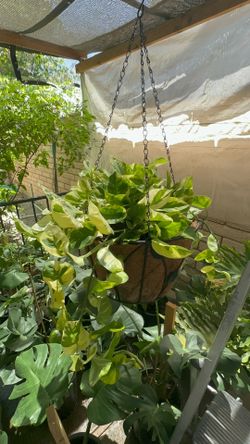 Potho plant
