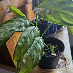 Houseplant  B. J. 'Freeman