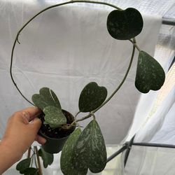 4” hoya kerrii splash