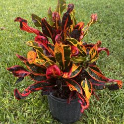 CROTONS PLANT  (Add Colors to Landscape and Garden 3 gallon Pot) 