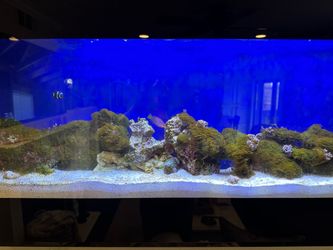 Picture frame fish tank