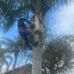 Trees And Palm Serv/demolition And Clean Ups