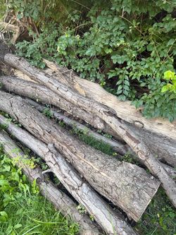 Free for fire wood