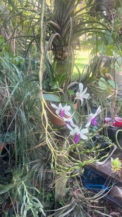 Mature orchid Dendrobium Burana Charming