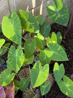 FS: Colocasia esculenta 'Chicago Harlequin'