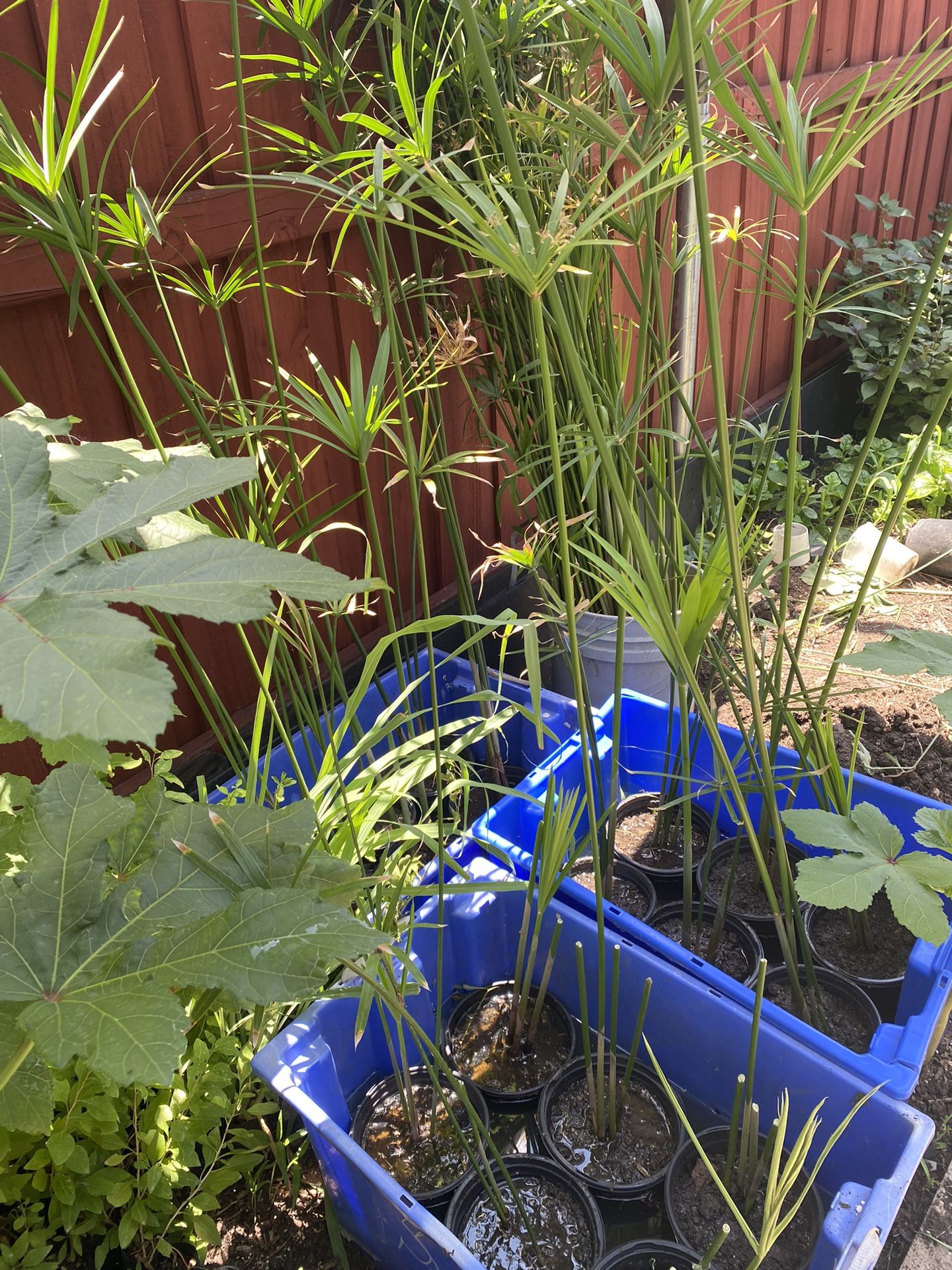 Umbrella Palm Tree for Sale in Dallas, TX OfferUp