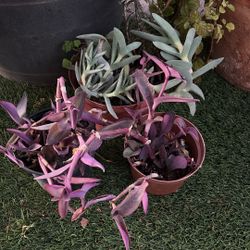 Succulents Free