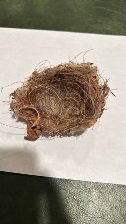 Real Hummingbird Nest