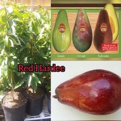 Red Hardee Avocado Grafted Trees In 3gal Arboles De Aguacate Rojo Injertado