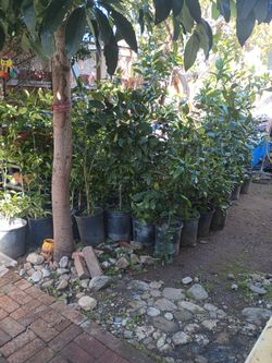 Árboles De Mandarina Dulce Con Semilla