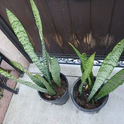 Snake Plants In 5 Gallon Pot