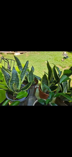 Sansevieria plant