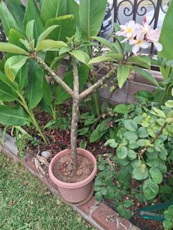 Colorful plumeria 3 feet tall