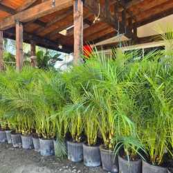 Pigmy dated palms trees