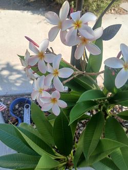 Muy Bonieta Plumeria de Hawaii.