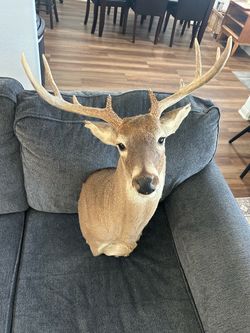 Shoulder mount 9 point deer
