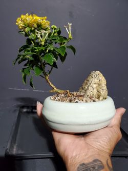 Bonsai plants