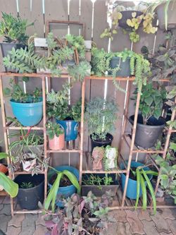 Plant SALE 🪴 VENTA de Plantas Succulent *$3 + Up