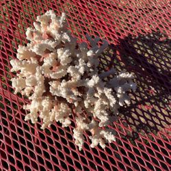 Brownstem White Coral Cluster 