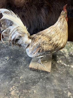Rooster Taxerdermy 