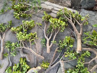Succulents For Free