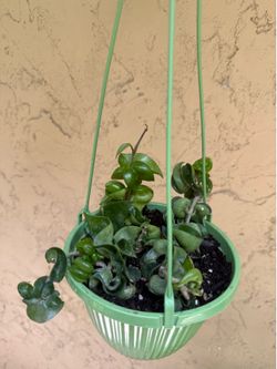 Hoya Indu rope