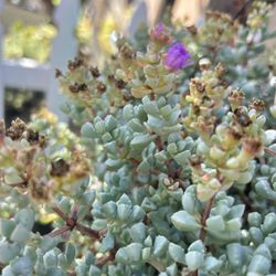 Succulent Plant Clippings