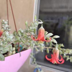 Succulent Plant In Hanging Pot
