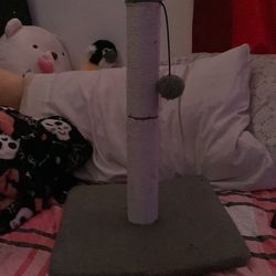 cat toy