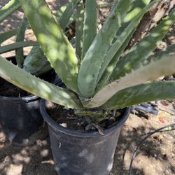 Aloe Vera 5 gal Pot