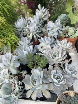 Succulent