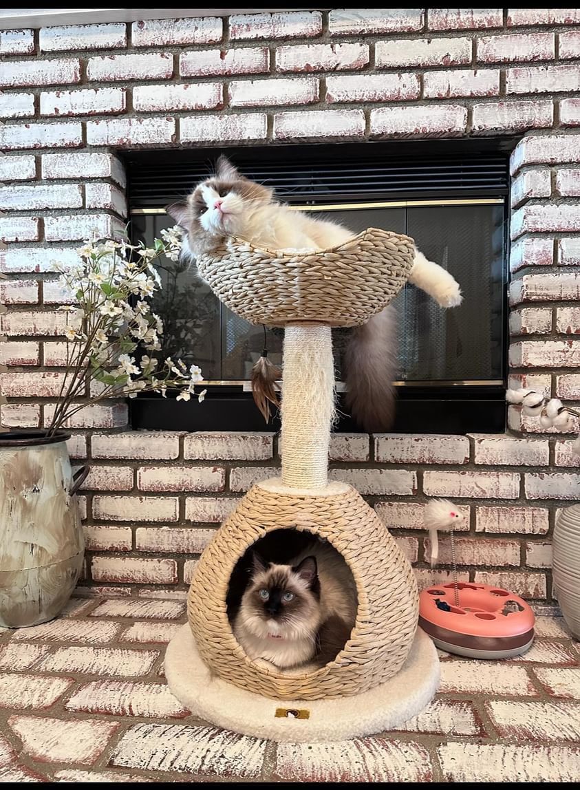 Cat Tree