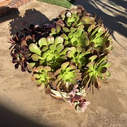 Aeonium Arboreum Atropurpureum