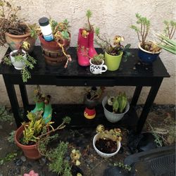 Garden Of Succulents 