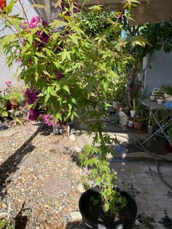 Maple tree real plant