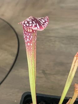 White Top Pitcher Plant
