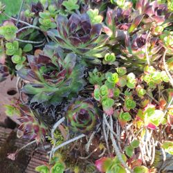 Succulent Basket Plant