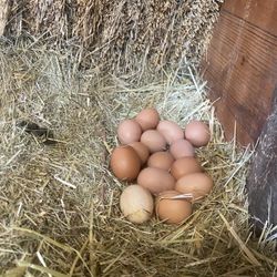 Chicken Eggs 