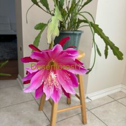 Giant Two Color Epiphyllum!  10” Basket / Hoa Quynh Tim’ / Chid Cactus