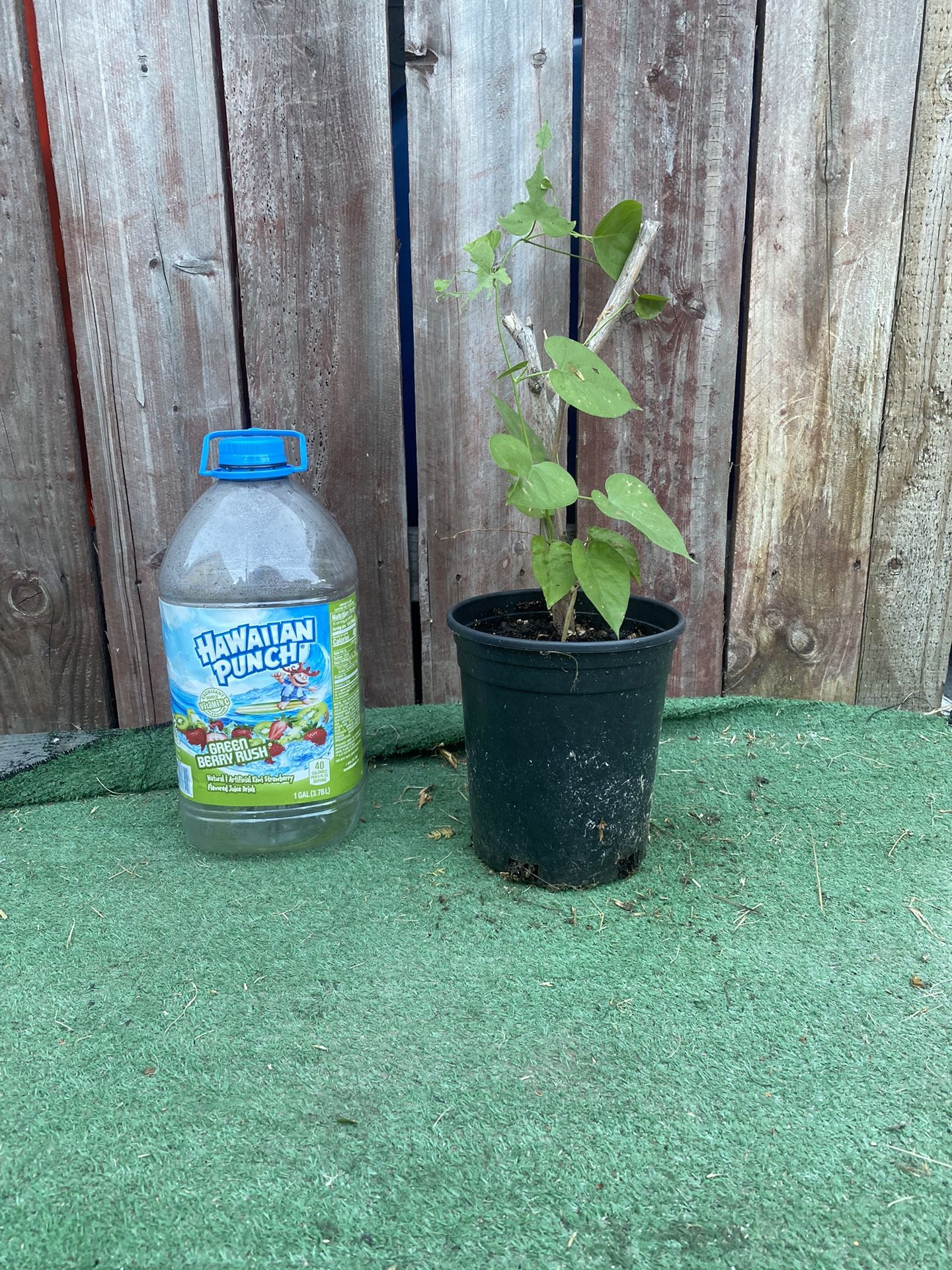 Ololiuqui - christmas plant - hiedra bejuco - coaxihuitl - morning glory planta - aztec azteca